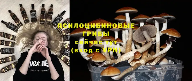 где продают   Фролово  Псилоцибиновые грибы Cubensis 